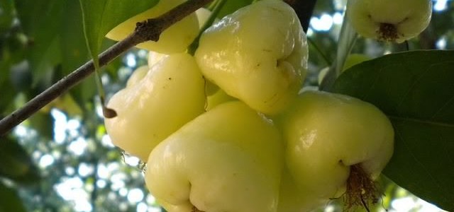 WHITE JAMUN (WAX JAMBU) FRUIT