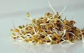 Sprouting Methi seeds