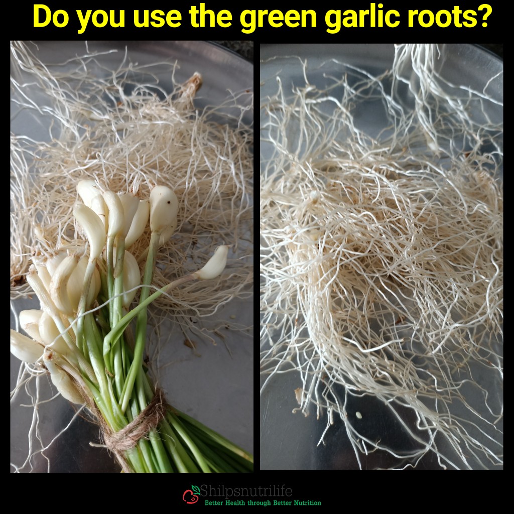 Green garlic roots