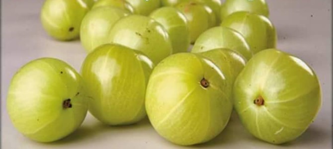 Amla or Indian gooseberry