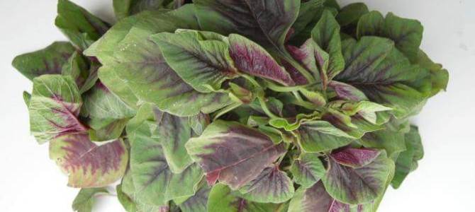 Amaranth leaves