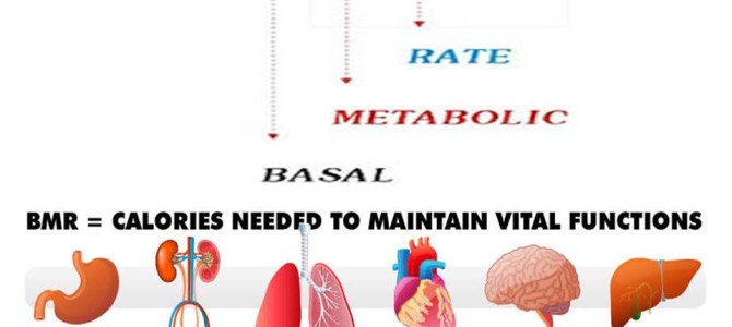 Basal Metabolic rate