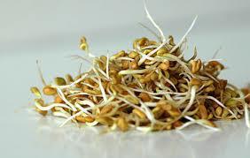 Sprouting methi seeds