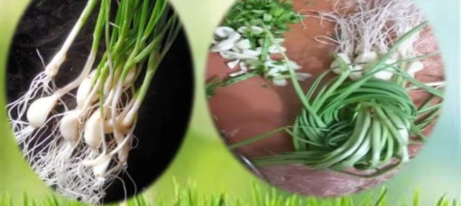 Green Garlic – Hara lehsun benefits