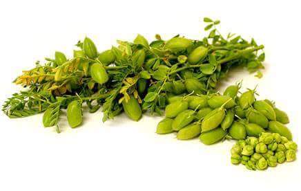 Fresh Green Chickpea