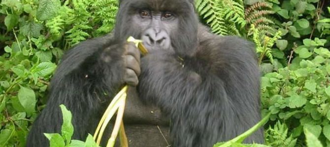 Practice Gorilla tactics while eating out, festive special
